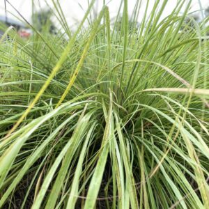 Sereh Dapur / Lemongrass